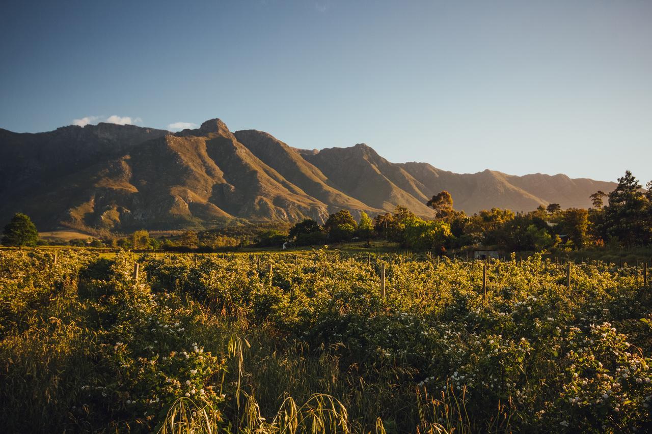 Wildebraam Berry Estate Villa Swellendam Buitenkant foto
